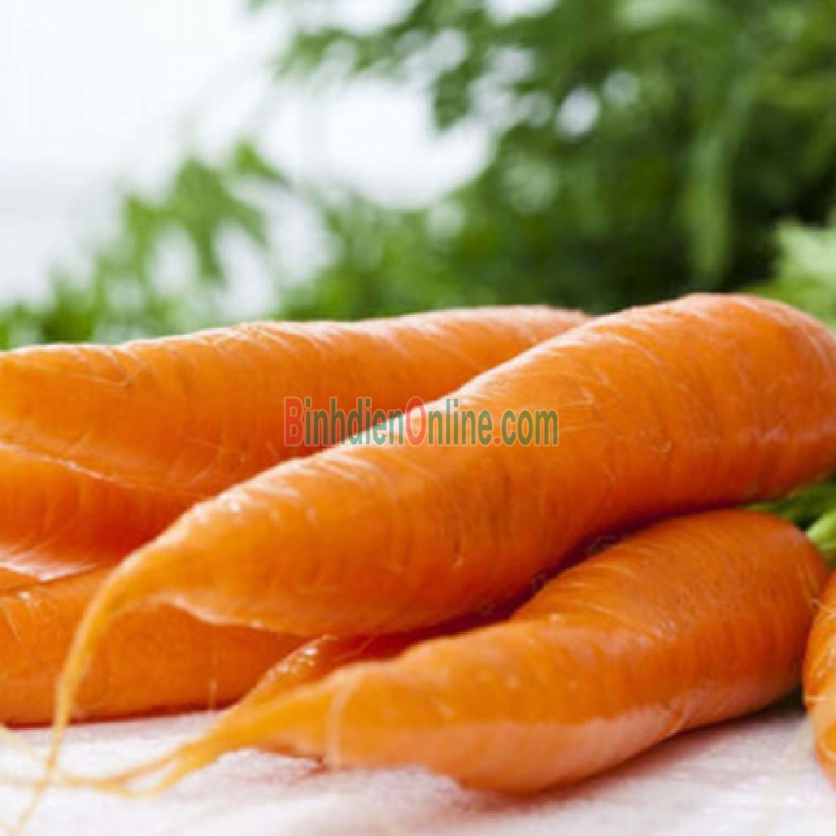 Cà rốt Đà Lạt nông trại trồng tự nhiên